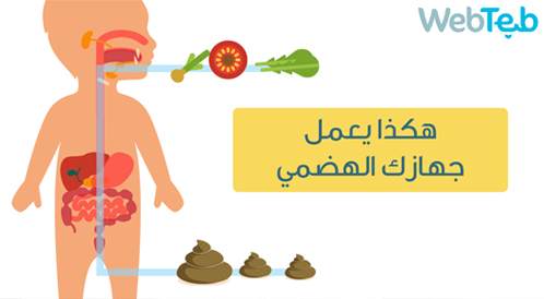 Video: How to make the digestive system