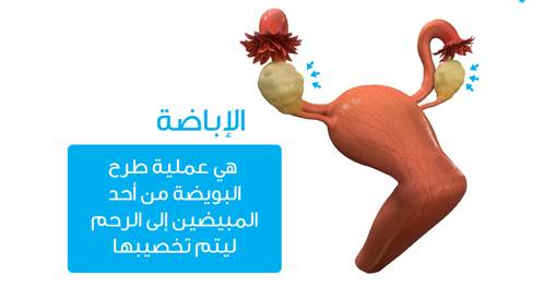 Video: How does the ovulation process occur?