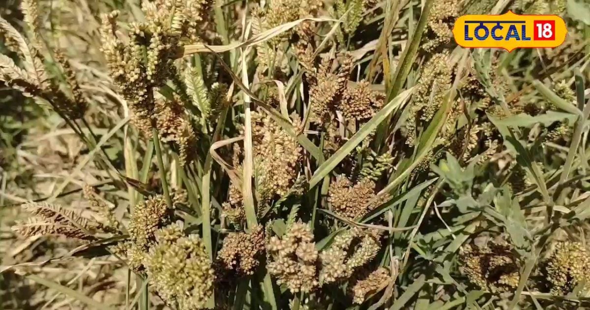 This crop will increase the income of farmers by five times, disease itself, Africa’s favorite