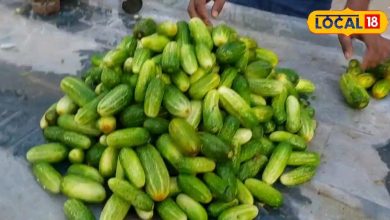 Identify the right cucumber sold in the market with this method know tips from experts