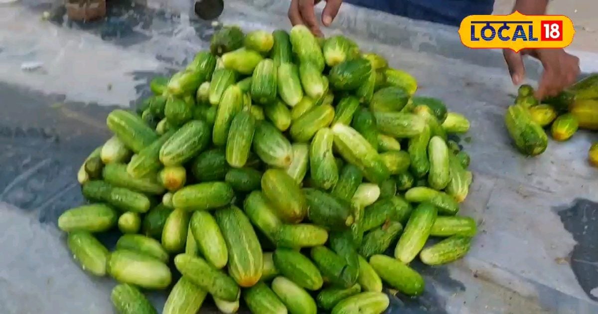 Identify the right cucumber sold in the market with this method know tips from experts