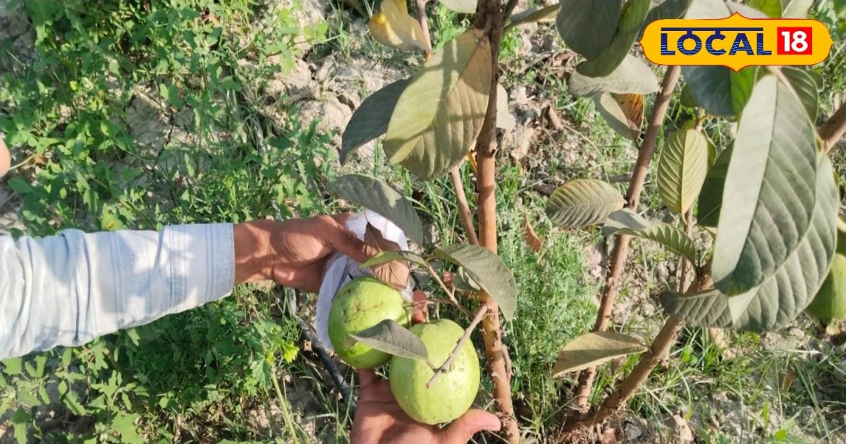 Trees will be covered with fruit clusters, just assume this trick; No expenses will come