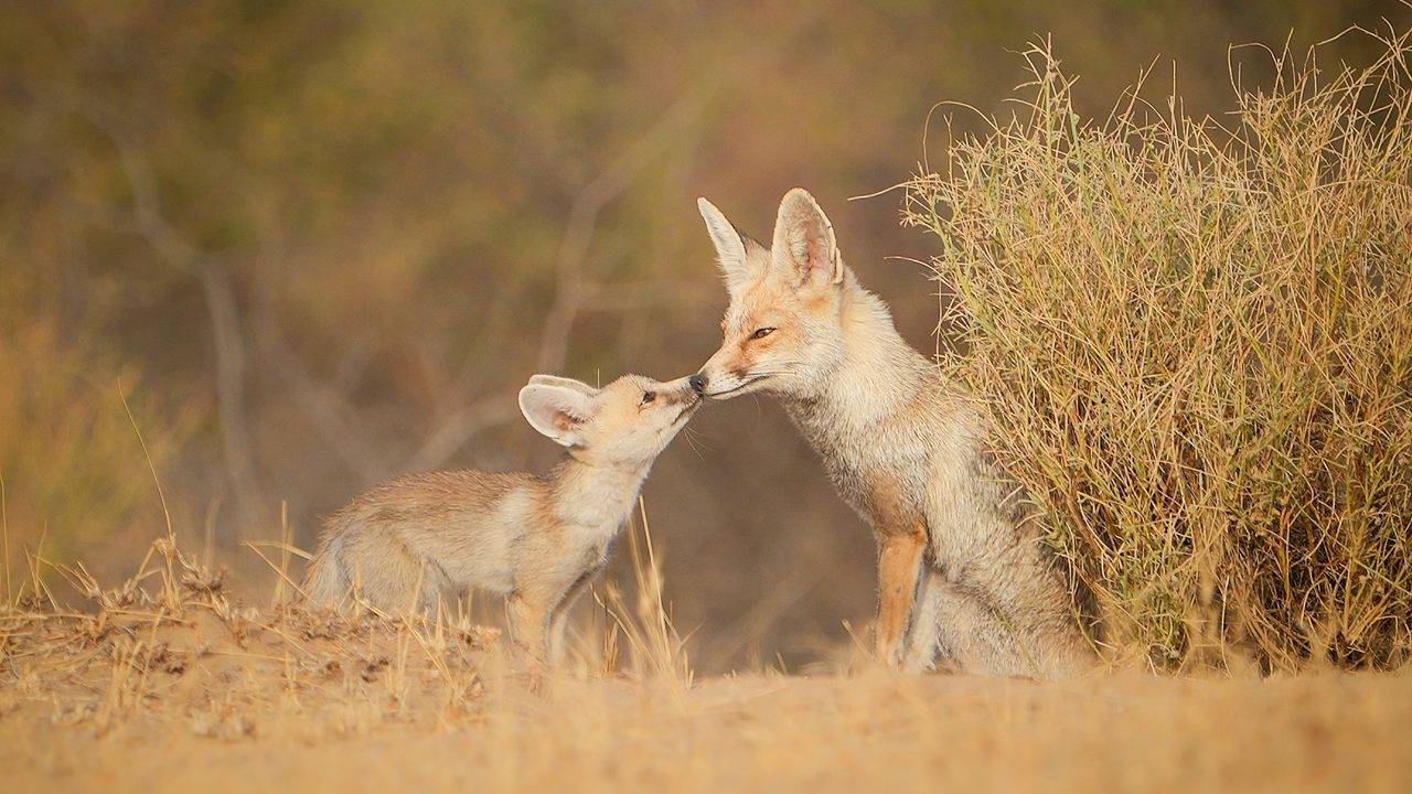 One of the most mysterious and most beautiful sanctuary of Rajasthan is Desert National Park, exciting journey in 5 minutes video