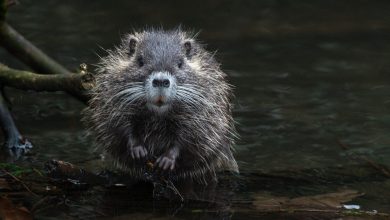 Health warning in California: Hantavirus claims 3 lives in Mammoth Lakes amid Spike following Gene Hackman’s wife’s death | Today news