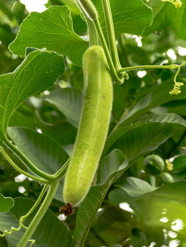 Gourd is a summer supercuinor food