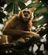 8 mammals on the edge of extinction