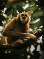 8 mammals on the edge of extinction