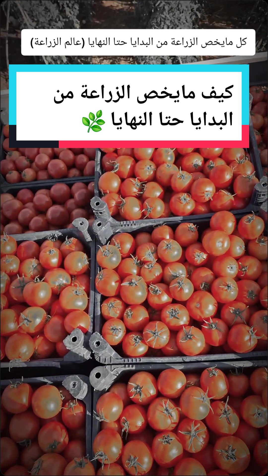 كل مايخص الزراعة من وقت الزراعة للنهاية كلشي موجود بالصفحة من اول يوم حتا النها… – ryan