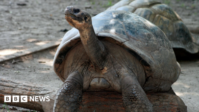 Zoo’s Tortoises Become First-Time Parents … aged about 100 – ryan