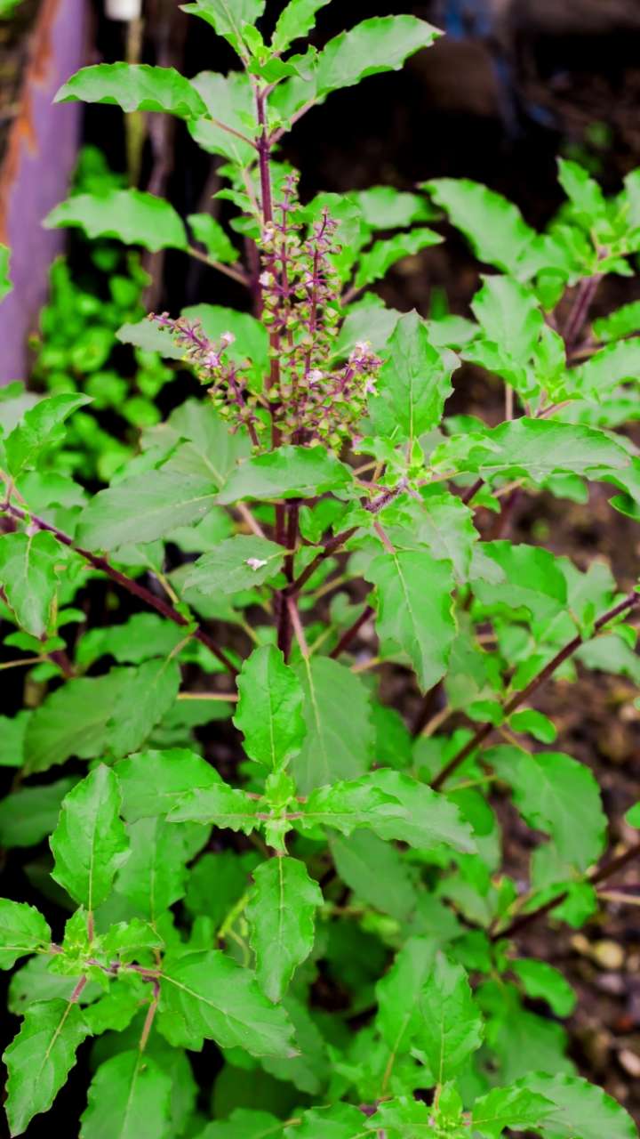 What does Tulsi plant grow on their own?