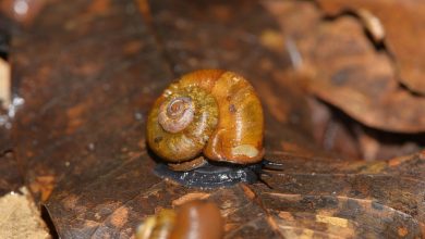 New Snail Theobaldius Konkanensis named After Maharashtra’s Konkan Region – ryan