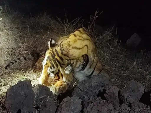 Sawai Madhopur Tiger T-57 after he was ill, Tiger injured in territorial battle with Tiger t-123 injured
