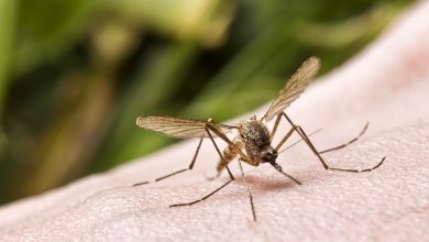 Vigilance urged amid mosquito threat – ryan