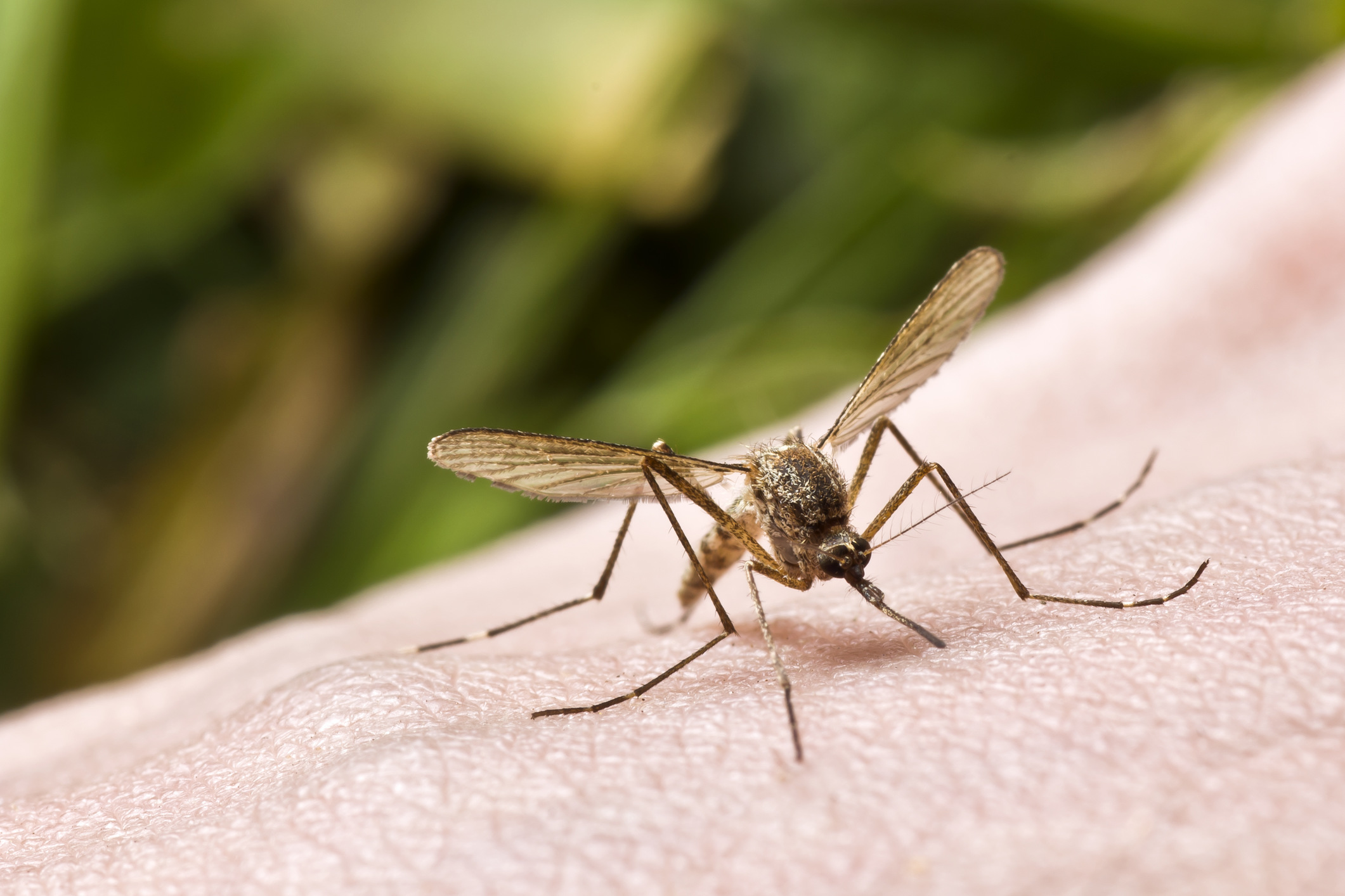 Vigilance urged amid mosquito threat – ryan