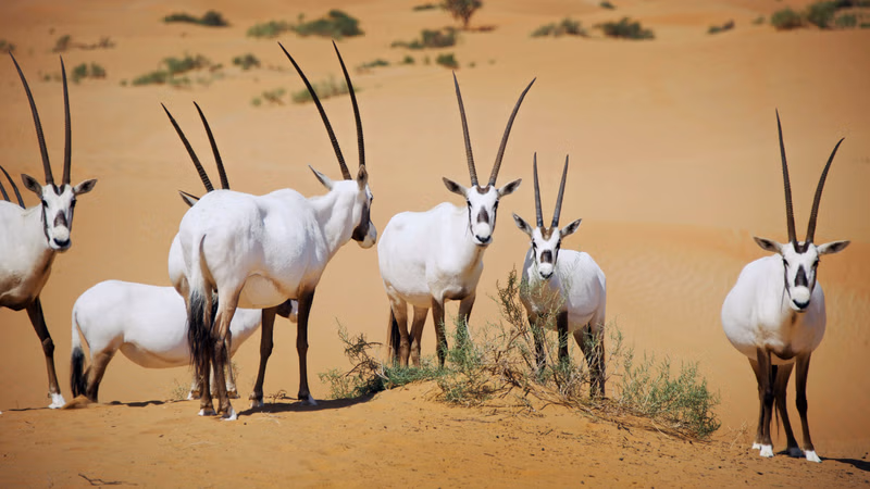 The perfect destination for natural lovers is Desert National Park, 7 things that will be forced to wander here