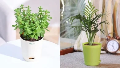 Best Ugaoo Pots for Each Plant Lover: From Minimalist to Fat Designs