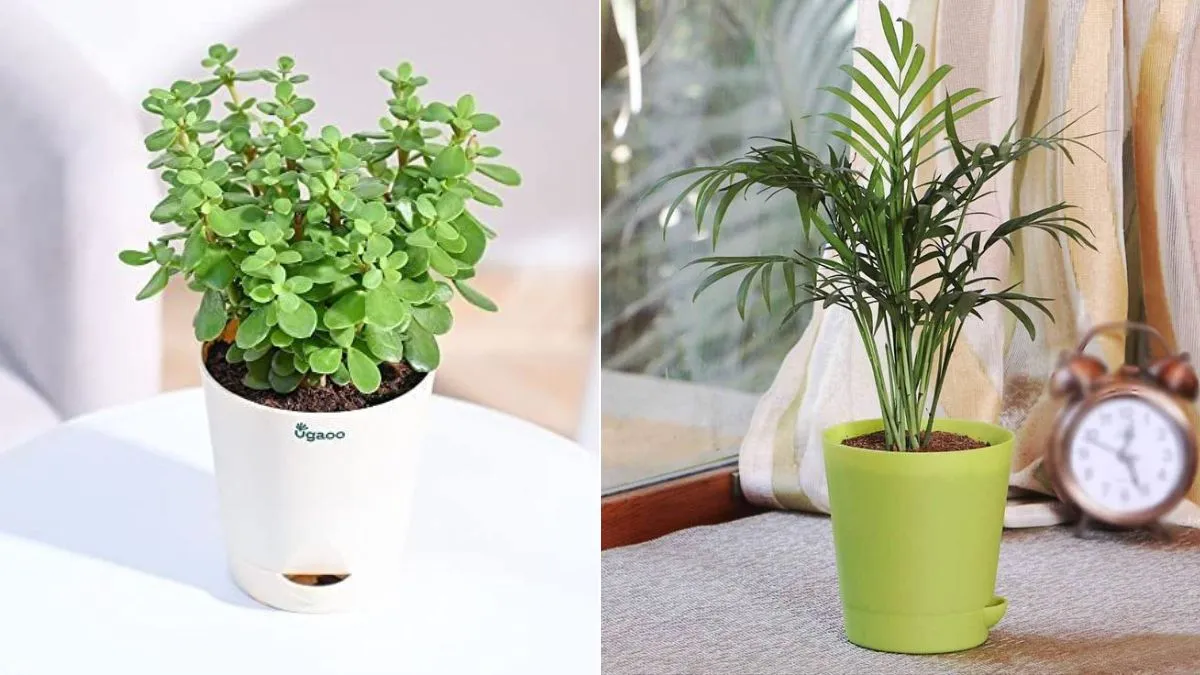 Best Ugaoo Pots for Each Plant Lover: From Minimalist to Fat Designs