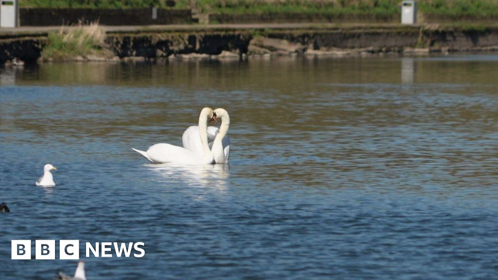 County Durham Wildlife Volunteers Fear Spread or Bird Flu – ryan
