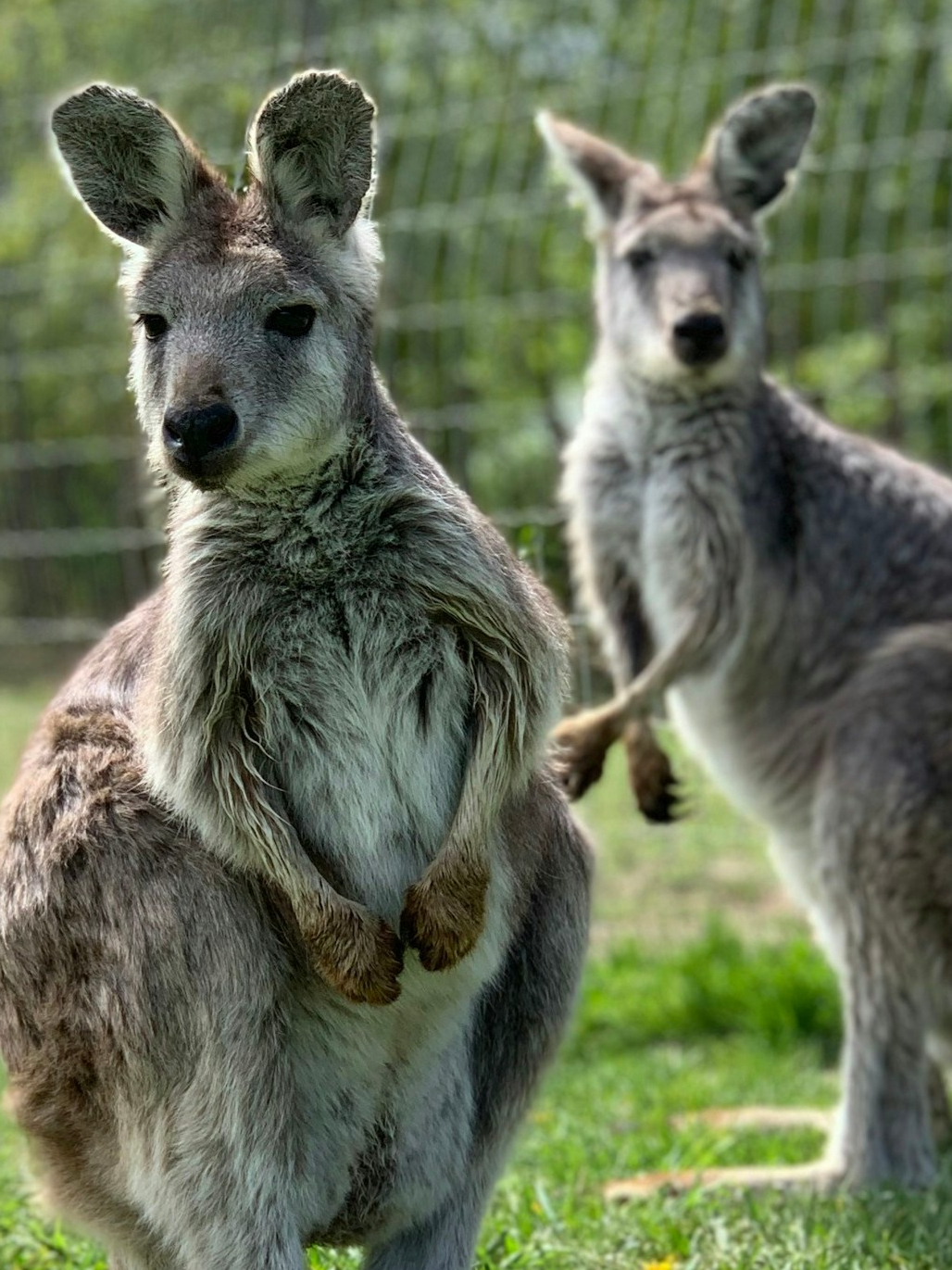 The mystery of mammal animals