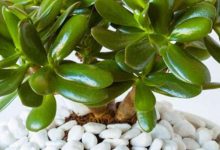 This plant is a treasure of wealth, the safe is filled by plant