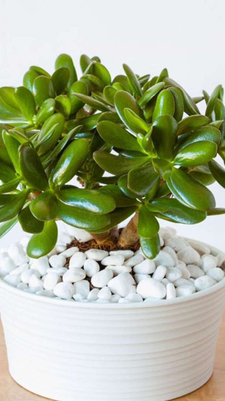 This plant is a treasure of wealth, the safe is filled by plant