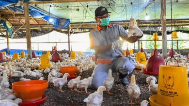 “FAO” warns against an increase in “disturbing” in bird flu injuries