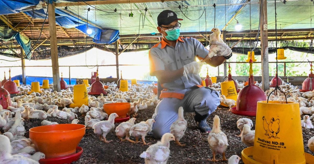 “FAO” warns against an increase in “disturbing” in bird flu injuries