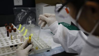 Monkeys used in “Corona” research is an unexpected victim of Trump fees