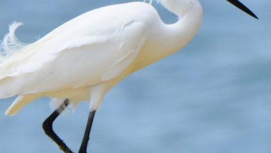 These 10 birds live in swamp
