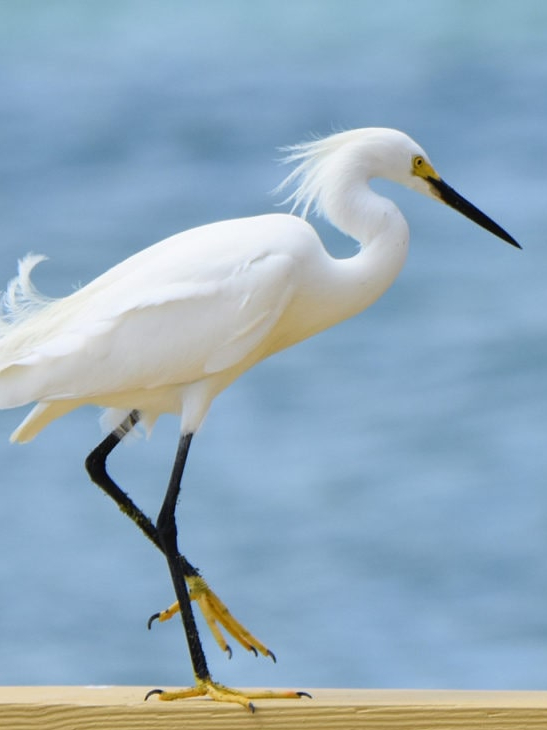These 10 birds live in swamp