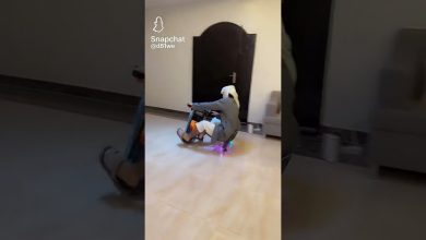جيل مفحطين #اكسبلور #ضحك #الاسطوره #funny #ترند شوفو المبتدي – ryan