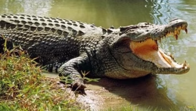 After all, why is the 100 tonnes of live crocodiles? This big reason came out