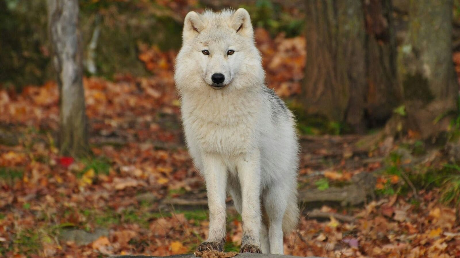 The Dire Wolf Howls, which became extinct for 12,500 years – look again at | Today news