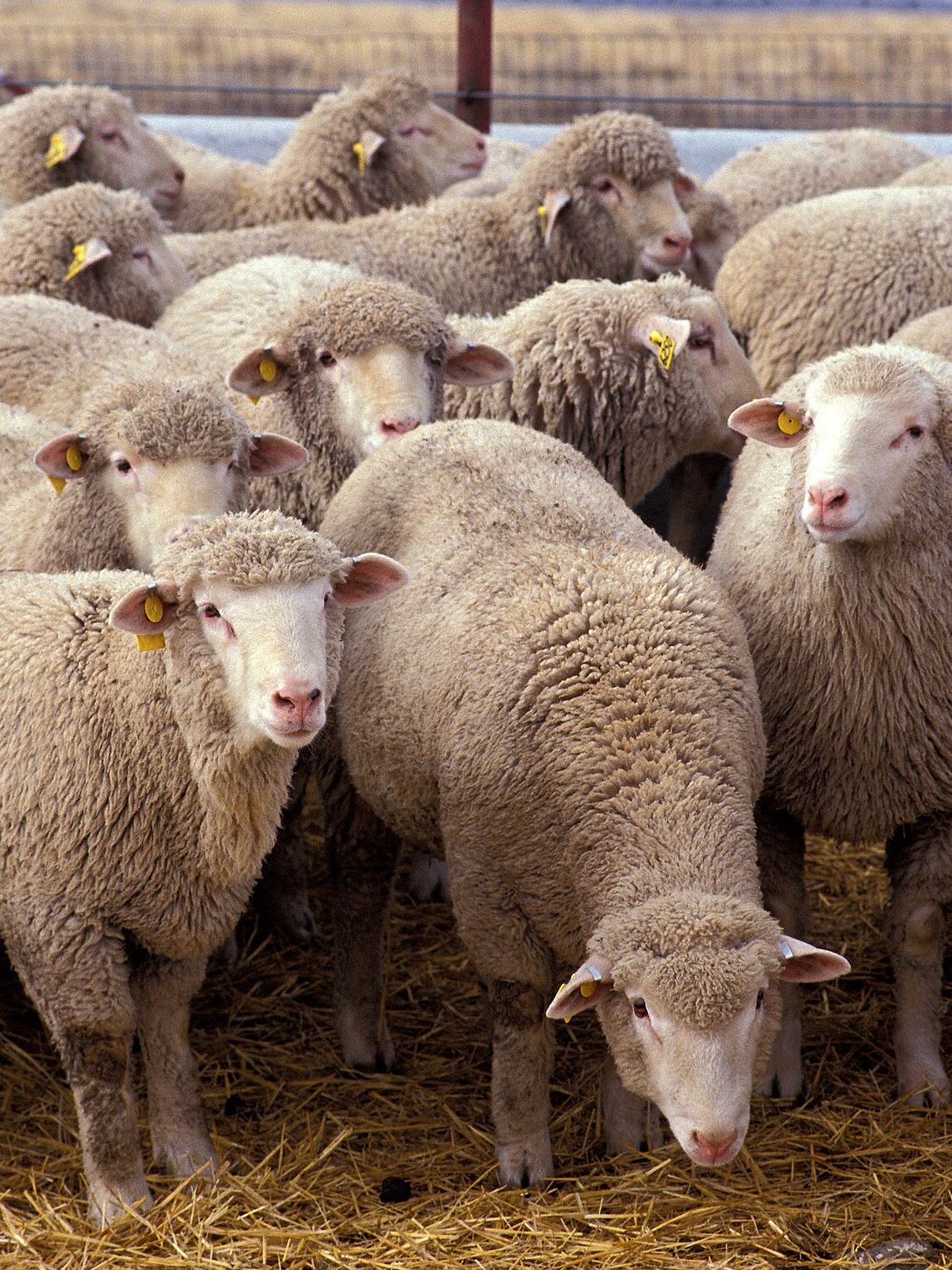 8 animals, which created history