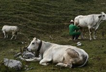 Dairy jacket kills bird flu .. a study that reveals the truth