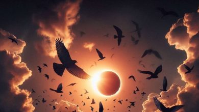The voice of the missing birds at the time of the solar eclipse! Funny behavior; Scientist also surprised