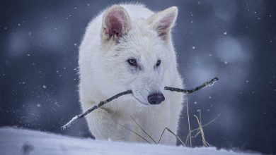 Dire Wolf ‘died out’ no more? Experts doubt the return of Game of Thrones Beast | Today news