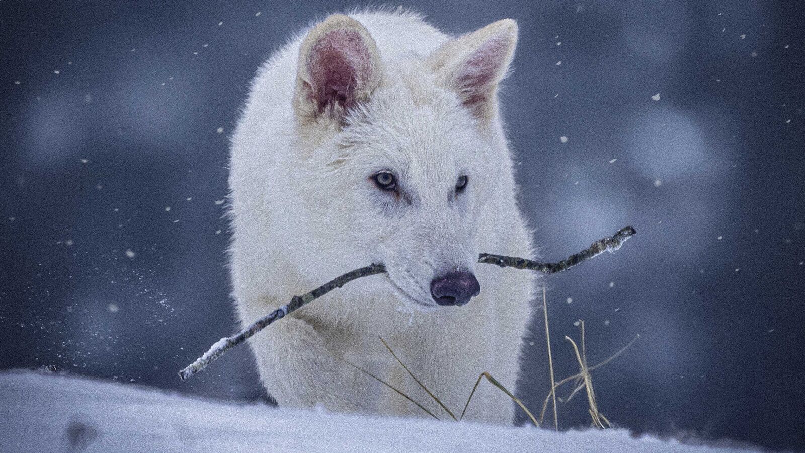 Dire Wolf ‘died out’ no more? Experts doubt the return of Game of Thrones Beast | Today news