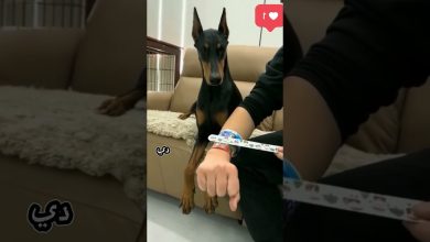 ضحك عليا الانسان ✨ #اكسبلور #doglover #ضحك #shortvideo – ryan