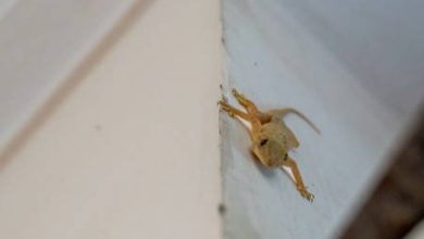 7 ways to remove lizards, insects from home