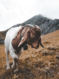 These goats give more milk than cow