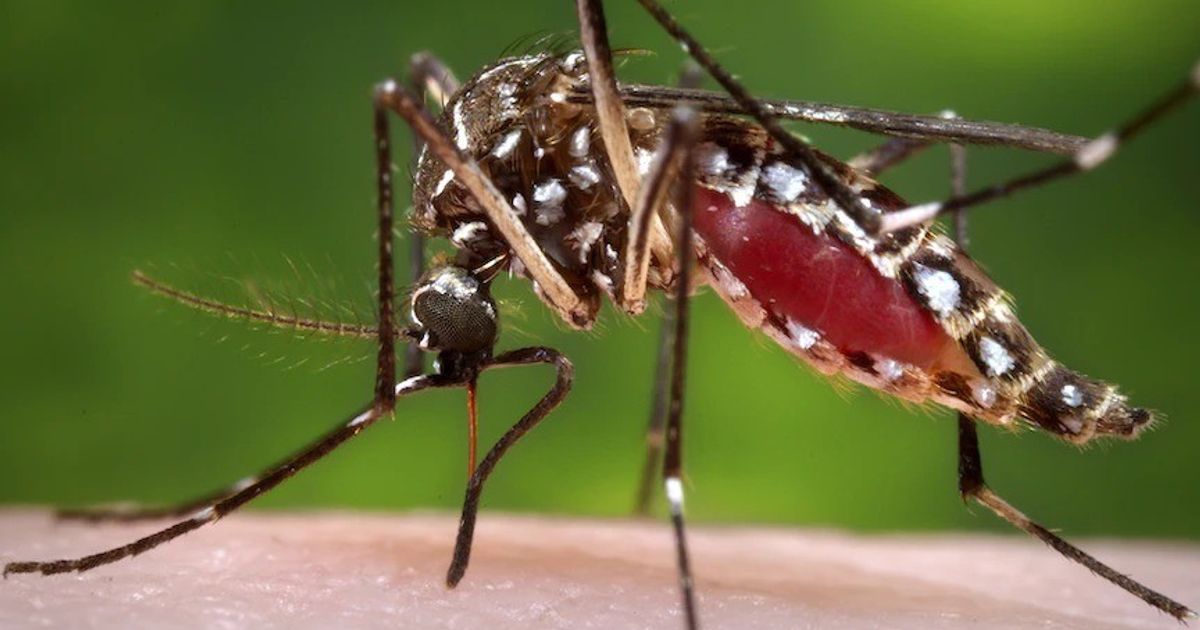 Europe .. Increased infections of dengue and diseases associated with mosquitoes