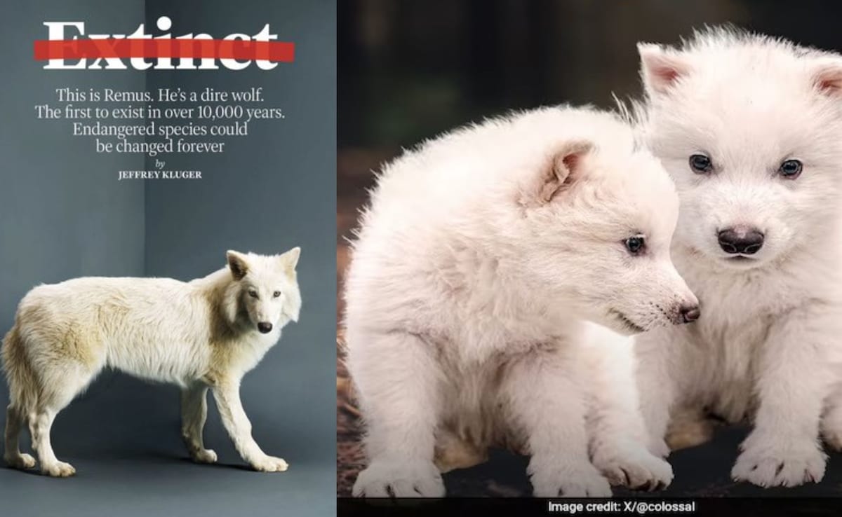 After 12 and a half thousand years, ‘Dyer Wolf’ came alive in this way, with the help of science, she returned with the game of throne wolves – ryan