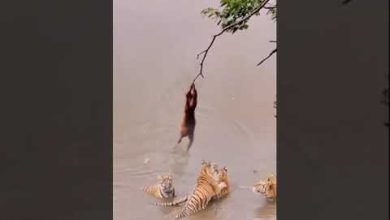 #كوميدي#ضحك #قرودمضحكه MONKEY😻Funny Animal Video 😻🤭القرود شاهد ماذا تفعل😻The feisty monkey😻 – ryan