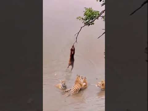#كوميدي#ضحك #قرودمضحكه MONKEY😻Funny Animal Video 😻🤭القرود شاهد ماذا تفعل😻The feisty monkey😻 – ryan