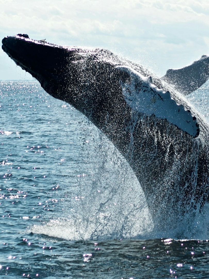 The real queen of the sea