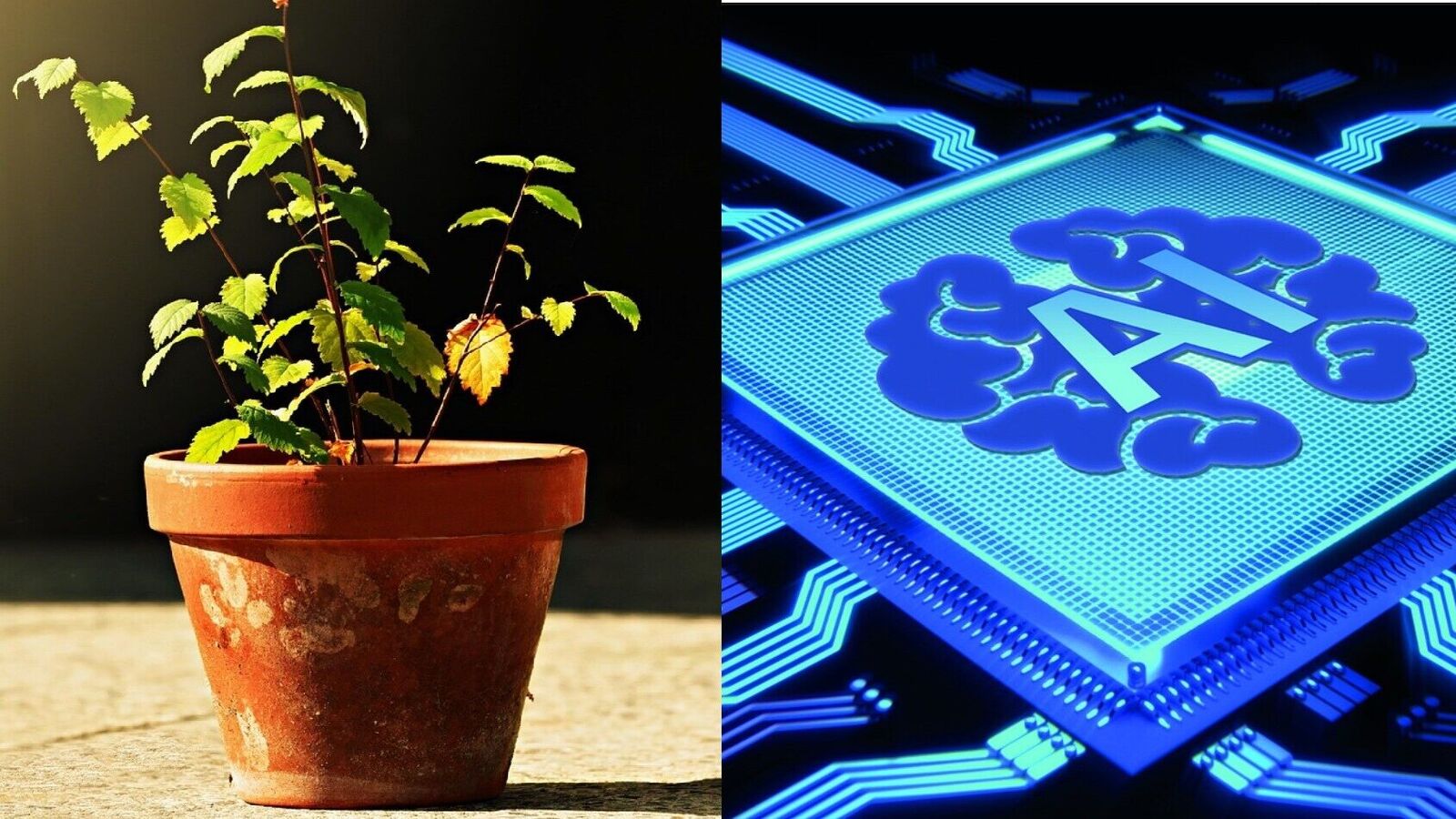 Chatgpt leaks personal information: Woman asks Ai about her plant, getting shocked with reaction, ‘awful thing seen’ | Mint