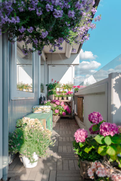 Decorate the balcony decorated with 7 plants