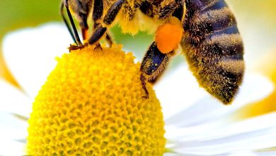 What will happen if all the bees die?
