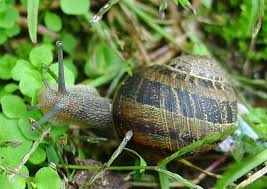 More than 26 trains have stopped due to a snail, 12,000 passengers experienced problems